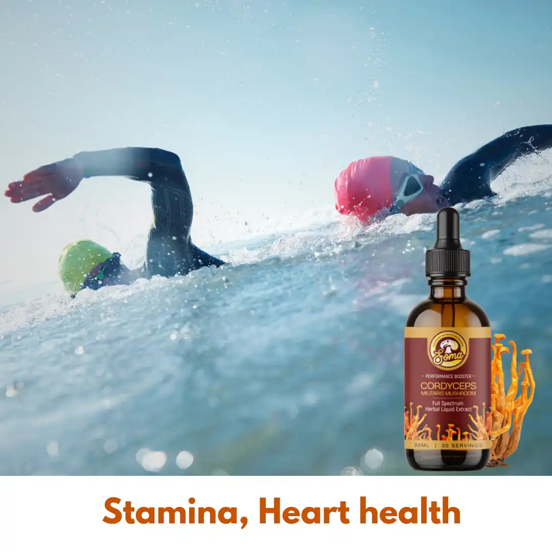 Lion’s Mane mushroom