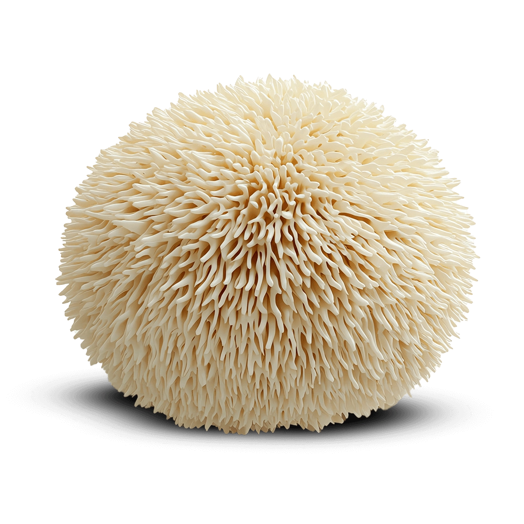 Lion’s Mane mushroom
