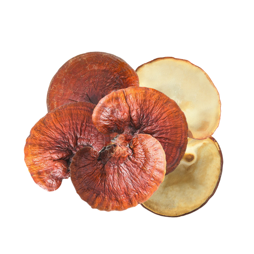 Lion’s Mane mushroom