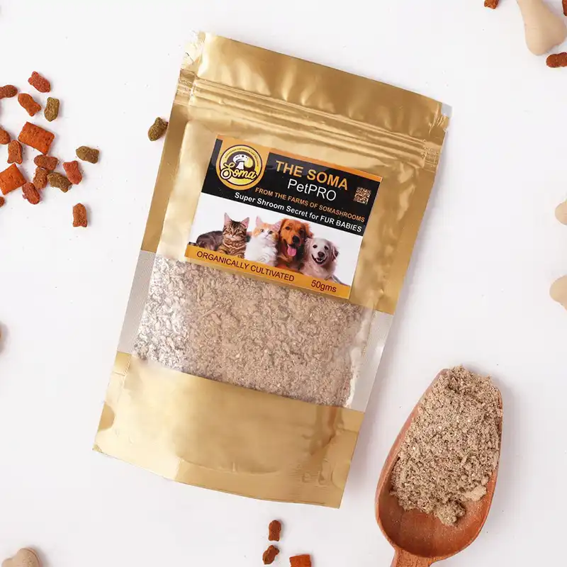 Lion’s Mane mushroom