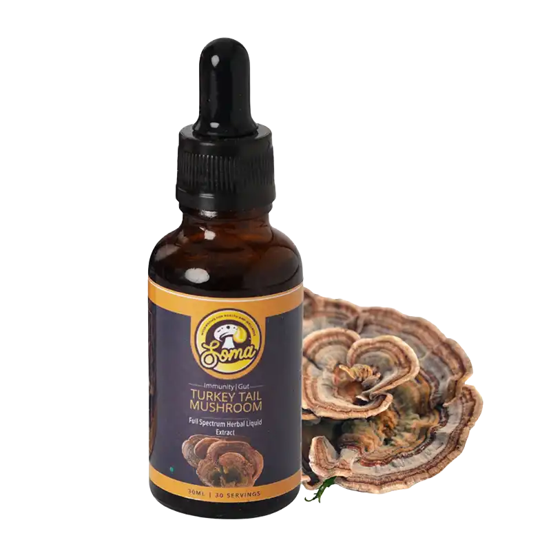 Turkey Tail Mushroom Benefits