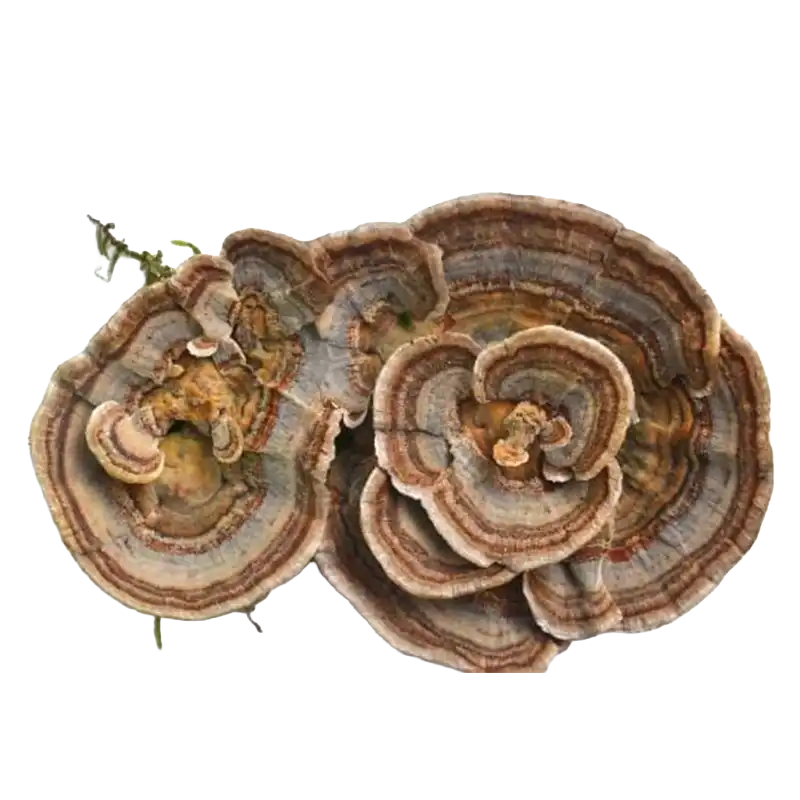 Lion’s Mane mushroom