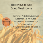 Lion’s Mane mushroom