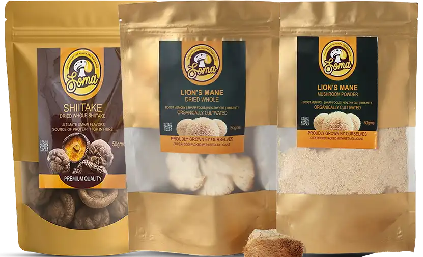 Lion’s Mane mushroom