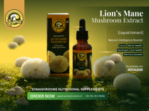 Lion’s Mane Mushroom Extract