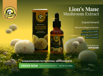 Lion’s Mane Mushroom Extract