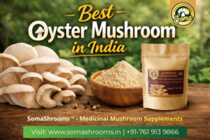 Best Oyster Mushroom in India