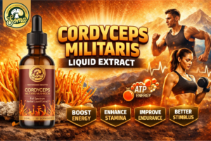 Cordyceps Militaris Liquid Extract